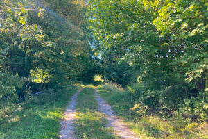 Forstweg im Frankenfelser Wald